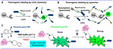 上海科技大學劉佳與姜標團隊合作開發原位光激活生物正交偶聯反應，推動生物技術新突破