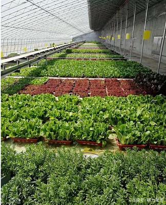 生物科技驅(qū)動(dòng)產(chǎn)業(yè)升級(jí)，萊西龍頭企業(yè)引領(lǐng)農(nóng)民增收新路徑